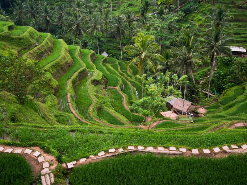 Travel to Ubud